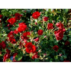 'Austriana'® Rosa X 'Austriana'® (Bunddækkerose) A-Kvalitet,- Barrods Roser Min. 3 Grene -Tilbud Lys Haven Butik fi3917 rosa austriana 054a