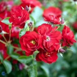 'Austriana'® Rosa X 'Austriana'® (Bunddækkerose) A-Kvalitet,- Barrods Roser Min. 3 Grene -Tilbud Lys Haven Butik fi3917 rosa austriana 8556