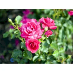 'Avila'™ Rosa X 'Avila'™ (Slotsrose) A-Kvalitet,- Barrods Roser Min. 3 Grene -Tilbud Lys Haven Butik fi3920 rosa avila poulcas031 n 09aa