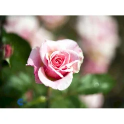 'Bangsbo'™ Rosa X 'Bangsbo'™ (Buketrose) A-Kvalitet,- Barrods Roser Min. 3 Grene -Tilbud Lys Haven Butik fi3930 rosa bangsbo poulrine n c657