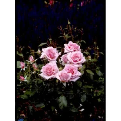'Bangsbo'™ Rosa X 'Bangsbo'™ (Buketrose) A-Kvalitet,- Barrods Roser Min. 3 Grene -Tilbud Lys Haven Butik fi3930 rosa bangsbo poulrine n d3b2