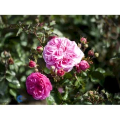 'Baronesse'® Rosa X 'Baronesse'® (Buketrose) A-Kvalitet,- Barrods Roser Min. 3 Grene -Tilbud Lys Haven Butik fi3935 rosa baronesse 9690