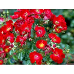 'Bassino'® Rosa X 'Bassino'® (Bunddækkerose) A-Kvalitet,- Barrods Roser Min. 3 Grene -Tilbud Lys Haven Butik fi3939 rosa bassino 4371