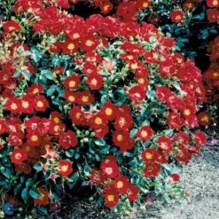 'Bassino'® Rosa X 'Bassino'® (Bunddækkerose) A-Kvalitet,- Barrods Roser Min. 3 Grene -Tilbud Lys Haven Butik fi3939 rosa bassino c464