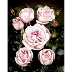 'Bering™ Renaissance'® Rosa X 'Bering™ Renaissance'® (Renaissancerose) A-Kvalitet,- Barrods Roser Min. 3 Grene -Tilbud Lys Haven Butik fi3951 rosa bering poulberin n 7d3c