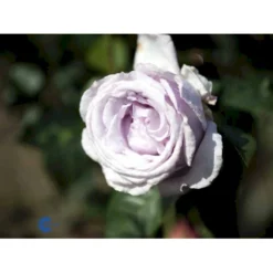 'Bering™ Renaissance'® Rosa X 'Bering™ Renaissance'® (Renaissancerose) A-Kvalitet,- Barrods Roser Min. 3 Grene -Tilbud Lys Haven Butik fi3951 rosa bering poulberin n d050