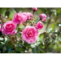 'Berleburg'™ Rosa X 'Berleburg'™ (Buketrose) A-Kvalitet,- Barrods Roser Min. 3 Grene -Tilbud Lys Haven Butik fi3952 rosa berleburg poulbella n 5565