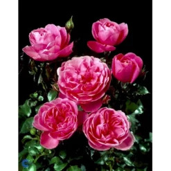 'Berleburg'™ Rosa X 'Berleburg'™ (Buketrose) A-Kvalitet,- Barrods Roser Min. 3 Grene -Tilbud Lys Haven Butik fi3952 rosa berleburg poulbella n bba6