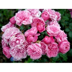 'Berleburg'™ Rosa X 'Berleburg'™ (Buketrose) A-Kvalitet,- Barrods Roser Min. 3 Grene -Tilbud Lys Haven Butik fi3952 rosa berleburg poulbella n efe2