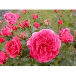 'Bernstorff'™ Rosa X 'Bernstorff'™ (Buketrose) A-Kvalitet,- Barrods Roser Min. 3 Grene -Tilbud Lys Haven Butik fi3953 rosa bernsdorff 0955
