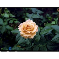 'Bernstein-Rose'® Rosa X 'Bernstein-Rose'® (Buketrose) A-Kvalitet,- Barrods Roser Min. 3 Grene -Tilbud Lys Haven Butik fi3954 rosa bernstein rose 2601