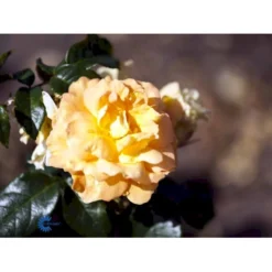'Bernstein-Rose'® Rosa X 'Bernstein-Rose'® (Buketrose) A-Kvalitet,- Barrods Roser Min. 3 Grene -Tilbud Lys Haven Butik fi3954 rosa bernstein rose 31f0