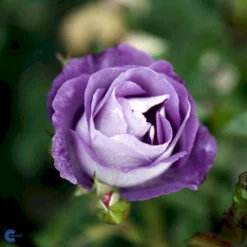 'Blue For You' Rosa X 'Blue For You' (Buketrose) A-Kvalitet,- Barrods Roser Min. 3 Grene -Tilbud Lys Haven Butik fi3971 rosa blue for you 1960