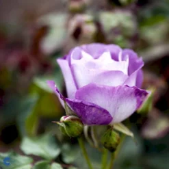 'Blue For You' Rosa X 'Blue For You' (Buketrose) A-Kvalitet,- Barrods Roser Min. 3 Grene -Tilbud Lys Haven Butik fi3971 rosa blue for you a1af