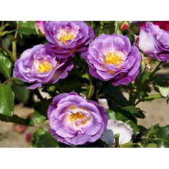 'Blue For You' Rosa X 'Blue For You' (Buketrose) A-Kvalitet,- Barrods Roser Min. 3 Grene -Tilbud Lys Haven Butik fi3971 rosa blue for you ae35