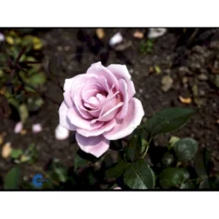 'Blue Moon'® Rosa X 'Blue Moon'® (Storblomstrende) A-Kvalitet,- Barrods Roser Min. 3 Grene -Tilbud Lys Haven Butik fi3973 rosa blue moon 830a