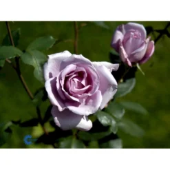 'Blue Moon'® Rosa X 'Blue Moon'® (Storblomstrende) A-Kvalitet,- Barrods Roser Min. 3 Grene -Tilbud Lys Haven Butik fi3973 rosa blue moon 8581
