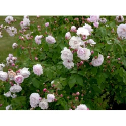'Blush Noisette' Rosa X 'Blush Noisette' (Buskrose) A-Kvalitet,- Barrods Roser Min. 3 Grene -Tilbud Lys Haven Butik fi3977 rosa blush noisette 047a
