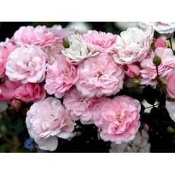 'Bonica 82' Rosa X 'Bonica 82' A-Kvalitet,- Barrods Roser Min. 3 Grene -Tilbud Lys Haven Butik fi3984 rosa bonica 82 214f