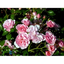 'Bonica 82' Rosa X 'Bonica 82' A-Kvalitet,- Barrods Roser Min. 3 Grene -Tilbud Lys Haven Butik fi3984 rosa bonica 82 98dc