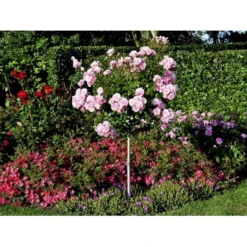 'Bonica 82' Rosa X 'Bonica 82' A-Kvalitet,- Barrods Roser Min. 3 Grene -Tilbud Lys Haven Butik fi3984 rosa bonica 82 be59