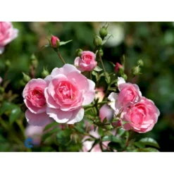 'Bonica 82' Rosa X 'Bonica 82' A-Kvalitet,- Barrods Roser Min. 3 Grene -Tilbud Lys Haven Butik fi3984 rosa bonica 82 efdf