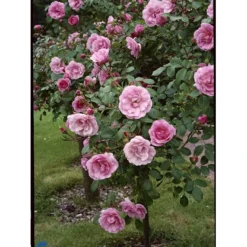 'Bonica 82' Rosa X 'Bonica 82' A-Kvalitet,- Barrods Roser Min. 3 Grene -Tilbud Lys Haven Butik fi3984 rosa bonica 82 fed1
