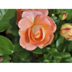 'Bonita™ Renaissance'® Rosa X 'Bonita™ Renaissance'® (Renaissancerose) A-Kvalitet,- Barrods Roser Min. 3 Grene -Tilbud Lys Haven Butik fi3985 rosa bonita poulen009 n 03ff