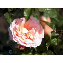 'Bonita™ Renaissance'® Rosa X 'Bonita™ Renaissance'® (Renaissancerose) A-Kvalitet,- Barrods Roser Min. 3 Grene -Tilbud Lys Haven Butik fi3985 rosa bonita poulen009 n 193e