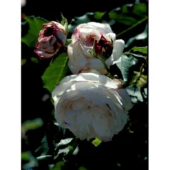 'Boule De Neige' Rosa Bourboniana 'Boule De Neige' (Bourbonrose) A-Kvalitet,- Barrods Roser Min. 3 Grene -Tilbud Lys Haven Butik fi3989 rosa boule de neige 3410