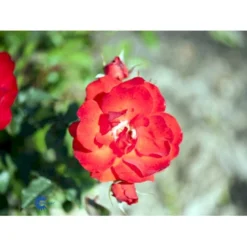'Brillant'® Rosa X 'Brillant'® (Slyngrose) A-Kvalitet,- Barrods Roser Min. 3 Grene -Tilbud Lys Haven Butik fi4003 rosa brillant 2b7e