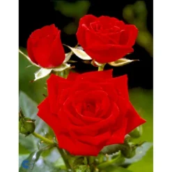 'Brilliant Cover'® Rosa X 'Brilliant Cover'® (Bunddækkerose) A-Kvalitet,- Barrods Roser Min. 3 Grene -Tilbud Lys Haven Butik fi4004 rosa brilliant cover poulterp n 4495