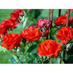 'Brilliant Cover'® Rosa X 'Brilliant Cover'® (Bunddækkerose) A-Kvalitet,- Barrods Roser Min. 3 Grene -Tilbud Lys Haven Butik fi4004 rosa brilliant cover poulterp n cd9e