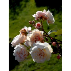 'Buff Beauty' Rosa Moschata 'Buff Beauty' (Moskusrose) A-Kvalitet,- Barrods Roser Min. 3 Grene -Tilbud Lys Haven Butik fi4008 rosa buff beauty 2986