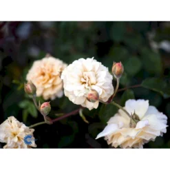 'Buff Beauty' Rosa Moschata 'Buff Beauty' (Moskusrose) A-Kvalitet,- Barrods Roser Min. 3 Grene -Tilbud Lys Haven Butik fi4008 rosa buff beauty 4736