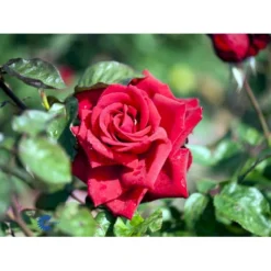'Burgund 81'® Rosa X 'Burgund 81'® (Storblomstrende) A-Kvalitet,- Barrods Roser Min. 3 Grene -Tilbud Lys Haven Butik fi4012 rosa burgund 81 d566