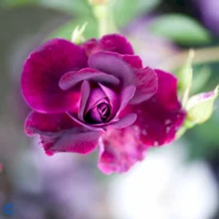 'Burgundy Ice' Rosa X 'Burgundy Ice' (Buketrose) A-Kvalitet,- Barrods Roser Min. 3 Grene -Tilbud Lys Haven Butik fi4014 rosa burgundy ice 0feb