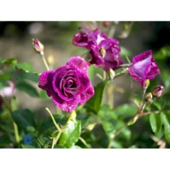 'Burgundy Ice' Rosa X 'Burgundy Ice' (Buketrose) A-Kvalitet,- Barrods Roser Min. 3 Grene -Tilbud Lys Haven Butik fi4014 rosa burgundy ice 8b69