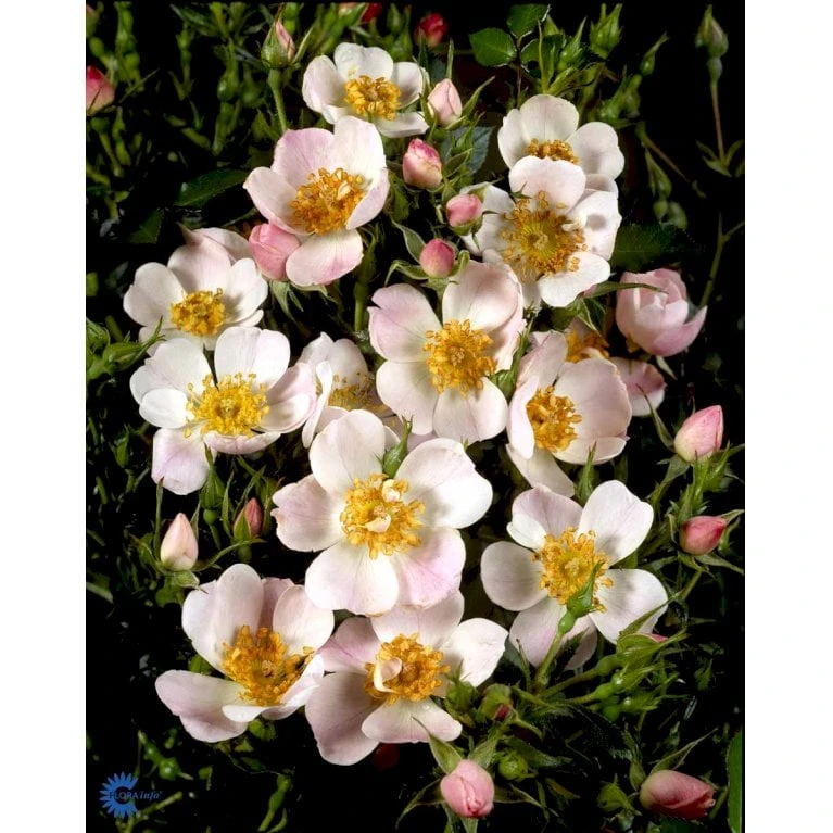 'Butterflies'™ Rosa X 'Butterflies'™ (Bunddækkerose) A-Kvalitet,- Barrods Roser Min. 3 Grene 4 'Butterflies'™ Rosa X 'Butterflies'™ (Bunddækkerose) A-Kvalitet,- Barrods Roser Min. 3 Grene - Billede 4