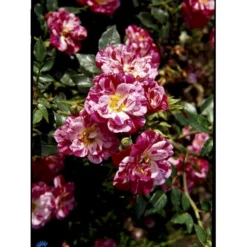 'Candy Cover'® Rosa X 'Candy Cover'® (Bunddækkerose) A-Kvalitet,- Barrods Roser Min. 3 Grene -Tilbud Lys Haven Butik fi4024 rosa candy cover poulbico n 307d