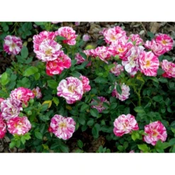'Candy Cover'® Rosa X 'Candy Cover'® (Bunddækkerose) A-Kvalitet,- Barrods Roser Min. 3 Grene -Tilbud Lys Haven Butik fi4024 rosa candy cover poulbico n 4498