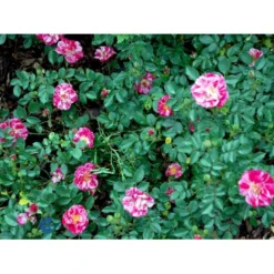 'Candy Cover'® Rosa X 'Candy Cover'® (Bunddækkerose) A-Kvalitet,- Barrods Roser Min. 3 Grene -Tilbud Lys Haven Butik fi4024 rosa candy cover poulbico n f3d8