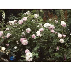 'Celestial' Rosa Alba 'Celestial' (Albarose) A-Kvalitet,- Barrods Roser Min. 3 Grene -Tilbud Lys Haven Butik fi4048 rosa celestial 2944