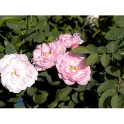 'Celestial' Rosa Alba 'Celestial' (Albarose) A-Kvalitet,- Barrods Roser Min. 3 Grene -Tilbud Lys Haven Butik fi4048 rosa celestial 6561