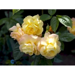 'Chinatown'™ Rosa X 'Chinatown'™ (Buketrose) A-Kvalitet,- Barrods Roser Min. 3 Grene -Tilbud Lys Haven Butik fi4074 rosa chinatown a10b