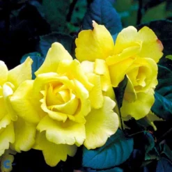 'Chinatown'™ Rosa X 'Chinatown'™ (Buketrose) A-Kvalitet,- Barrods Roser Min. 3 Grene -Tilbud Lys Haven Butik fi4074 rosa chinatown ca43