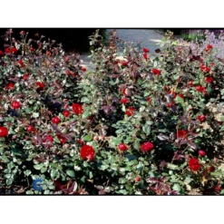 'Christian IV'® Rosa X 'Christian IV'® (Buketrose) A-Kvalitet,- Barrods Roser Min. 3 Grene -Tilbud Lys Haven Butik fi4079 rosa christian iv 04b8