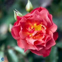 'Cinco De Mayo' Rosa X 'Cinco De Mayo' (Buketrose) A-Kvalitet,- Barrods Roser Min. 3 Grene -Tilbud Lys Haven Butik fi4082 rosa cinco de mayo r wekcobeju 18a5