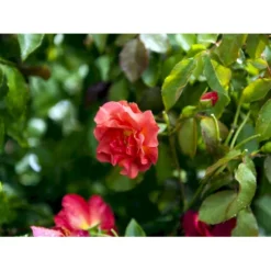 'Cinco De Mayo' Rosa X 'Cinco De Mayo' (Buketrose) A-Kvalitet,- Barrods Roser Min. 3 Grene -Tilbud Lys Haven Butik fi4082 rosa cinco de mayo r wekcobeju 8498