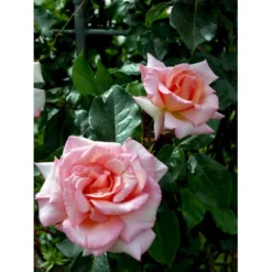 'Compassion' Rosa X 'Compassion' (Slyngrose) A-Kvalitet,- Barrods Roser Min. 3 Grene -Tilbud Lys Haven Butik fi4104 rosa compassion ec8a